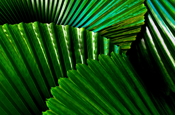 closeup of foliage