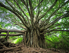 ancient tree