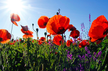 California poppies