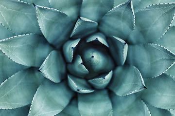 closeup of succulent