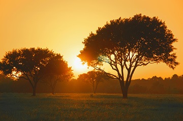 green trees at sunset