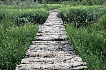 wooden trail through marsh