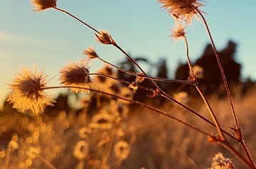 Closeup of dandelions in a field bathed in golden light