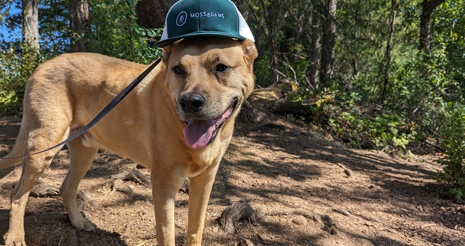 A photo of Scooter, a Carolina dog crossbreed, outdoors with a cap on his head.